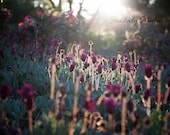 Backlight 12x18 : flower photo backlit photography floral field sun sunlight spring summer garden surreal dream home decor