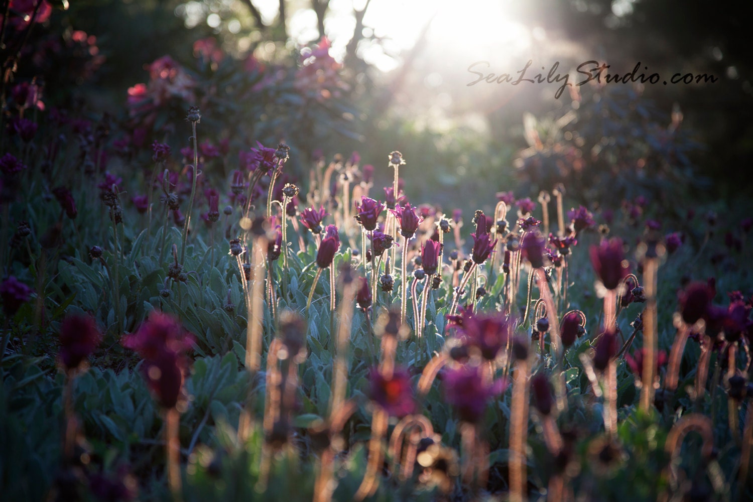 Backlight 16x24 : flower photo backlit photography floral field sun sunlight spring summer garden surreal dream home decor