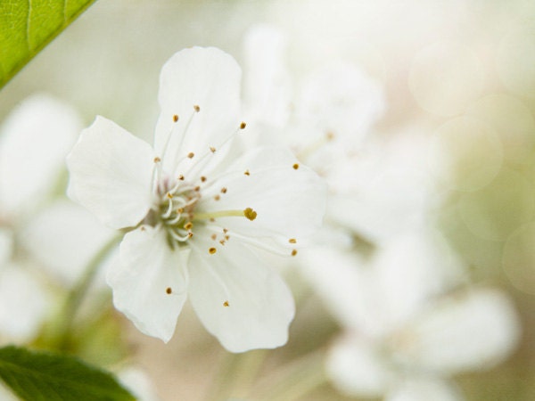 cherry tree flowers photography, 8x10 print, nature photography,  white, cream, ivory, green, spring orchard flower, dreamy soft home decor