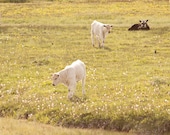 Green Spring Animal Landscape Photograph, Cow Photography, Baby Animal Art, Nature Photograph