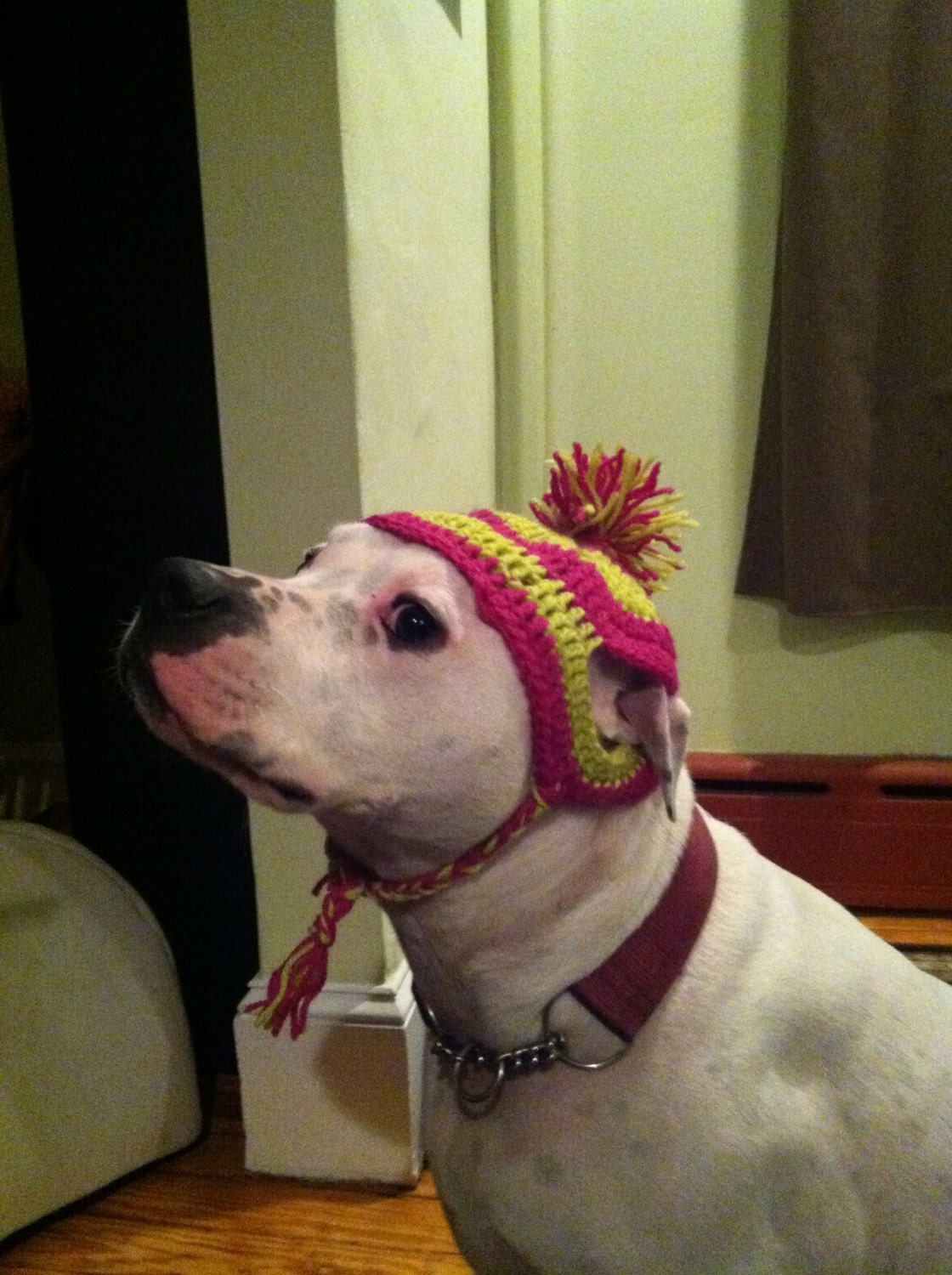 Custom Dog Hat