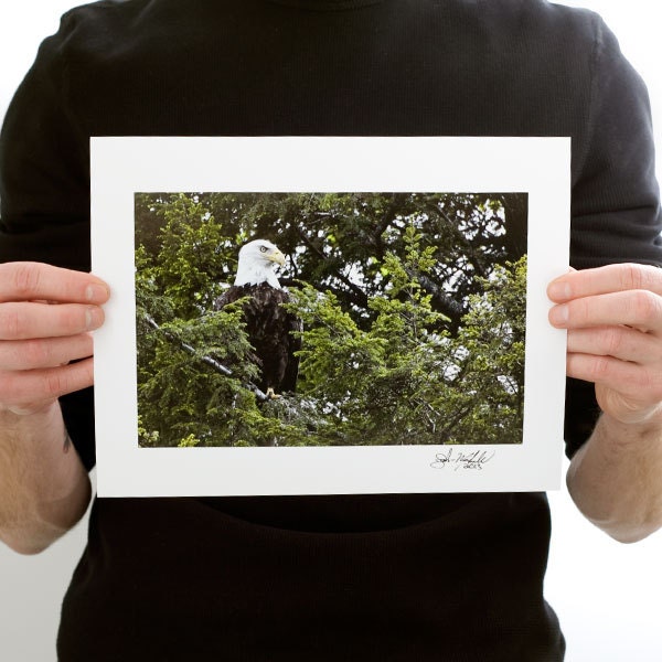 American Bald Eagle Bird Photograph (9 x 6 Fine Art Print) Color Photography, Nature Photograph, Bald Eagle Print, Bird Print, Home Decor