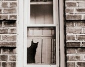 Nosey Rosa the Cat 16x24 Photography Print, Silhouette Cat Photo, Black and White Animal Wall Art