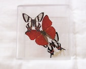 Real Butterflies With Dynamic Hues of Blood Red and Ebony Black