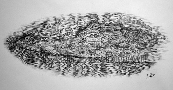 American Alligator, Daniel D. Brown, 2013, Pencil