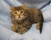 PERFUME Sale: 100% Animal charity donation to SAVED by a WHISKER Rescue - Select Full Size Bottles on Sale
