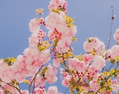 Flower Photography, Nature Photography, Springtime, Girls Room Decor, Dreamy Whimsical, Pink Flowers Print - Spring Fluffy Mornings