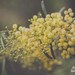 Nature Photography, Flower Photography, Yellow Mimosa Tree, Landscape Photo, Yellow Art Print, Cottage Decor - Nostalgic Afternoon