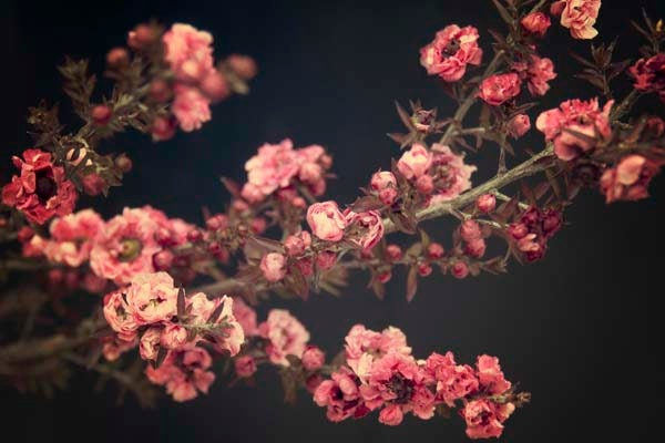 Large Photography, Floral Wall Art, Pink, Black, Vintage Inspired, Romantic, Chic, Flowers, Blossoms, 16x24 Wall Art