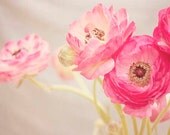 Pink Ranunculus Photograph, Shabby Chic, Pastel, Floral, Small Wall Art, 5x7 Ranunculus Wall Art