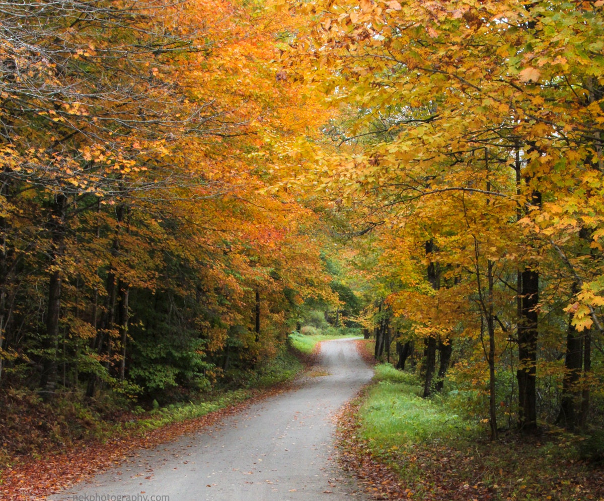 Fall Foliage on an Old Dirt Road 8 x 12 Print