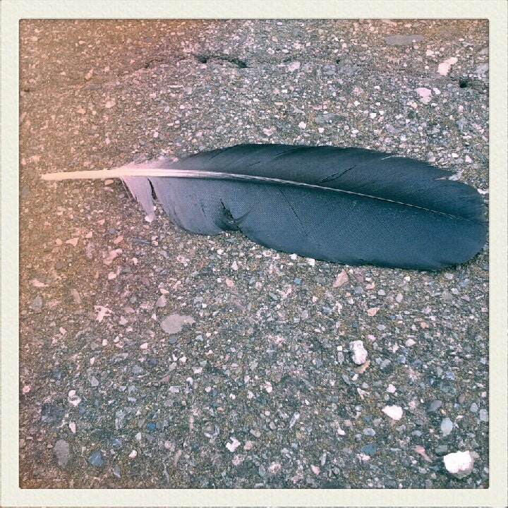 FEATHER FIND 4x4 Art Photo Print