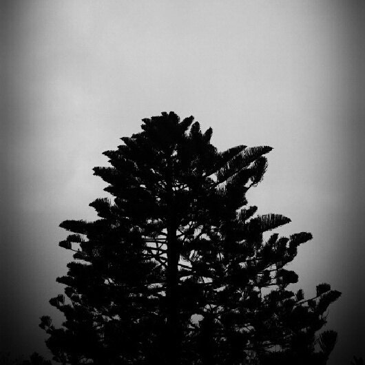FOG LAND 4x4 Black & White Art Photo Print of Tree/Sky