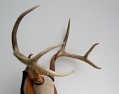Real Deer Antlers Mounted - Rustic Woodland Cabin Decor - Extra Large Rack