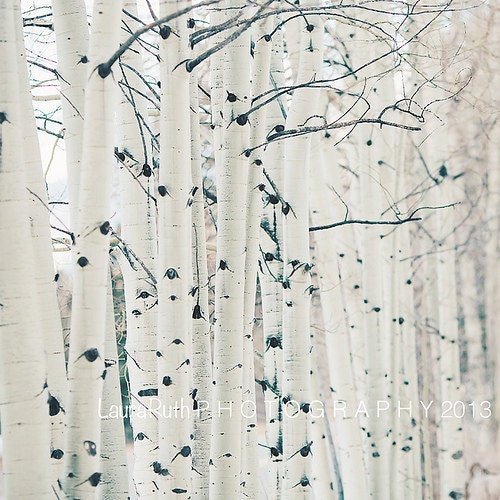 Birchwood Trees, Aspen, Travel Photography, Nature Photo, Landscape, Affordable Home Decor, Fine Art Photography, "Aspen"