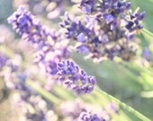 Dreamy Lavender, fine art photography, Tacoma WA