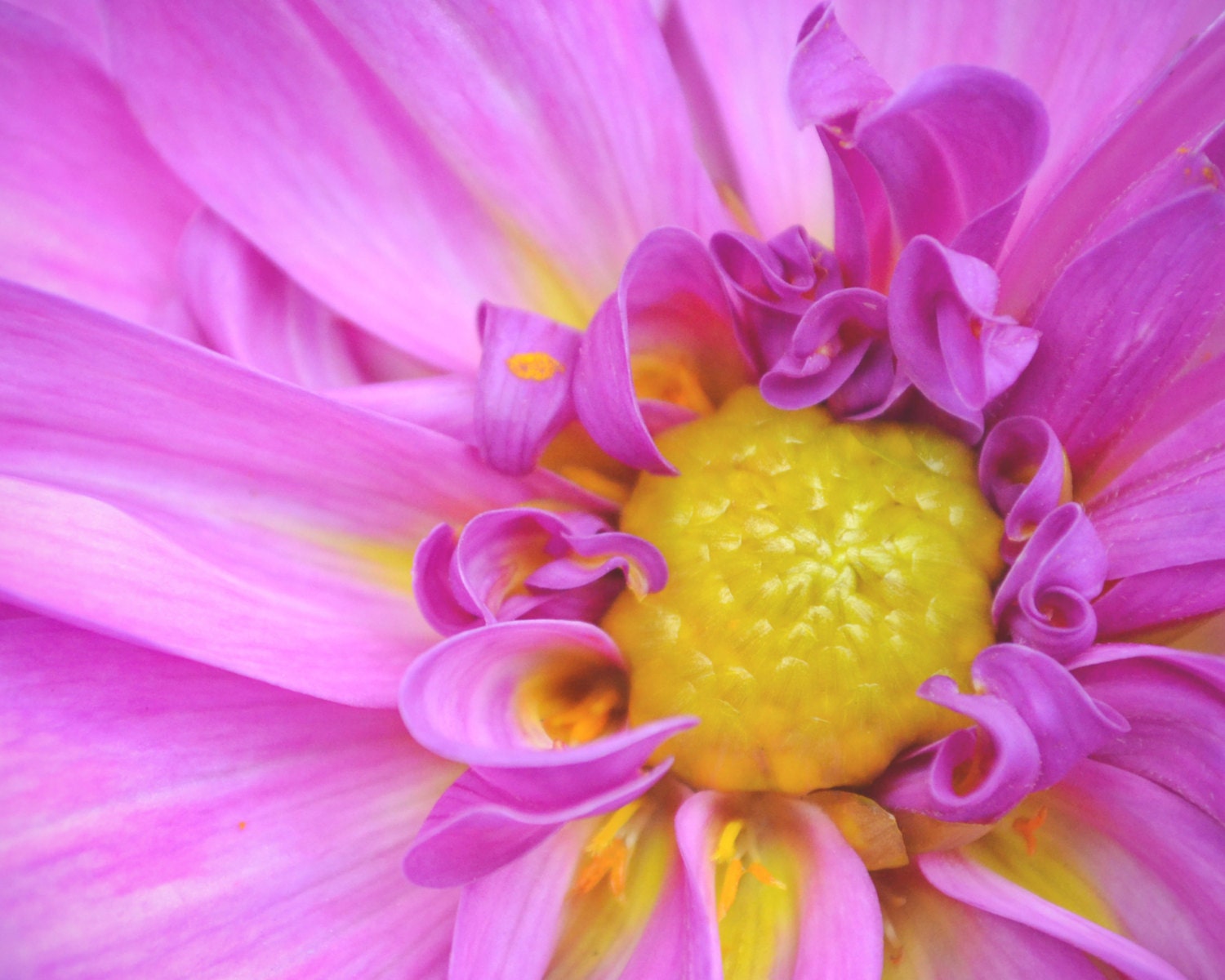 Pink Dahlia Center, Macro fine art photography, Vancouver, WA