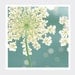 Nature Photography, Fine Art Photography, Flower,Teal, Turquoise, Ivory, Lime, 5x5 Print,"Summer Meadow"