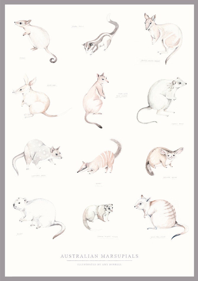 AUSTRALIAN MARSUPIALS