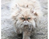 Parisian Persian - cat, green eyes, beige, grey, long-haired, long whiskers, Paris photography 8x10 - Original Fine Art Photograph