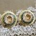 Crystal stud big turquoise Champagne earring - 14 k plated gold post earrings real swarovski rhinestones.