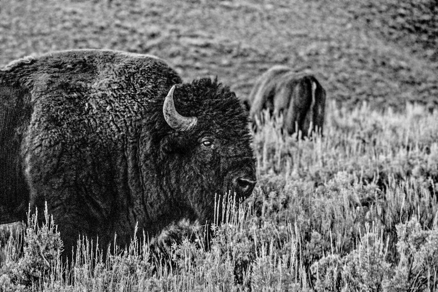 good spirit- fine art photograph - bison - yellowstone national park - wyoming