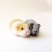 Miniature guinea pig