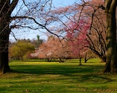 Springtime in the Park - Fine Art Print