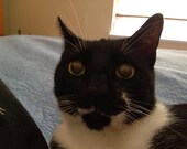 Organic Heirlom Catnip Seeds