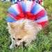4th of July Fluffy Custom Dog tutu choose your colors SEWN XXS to XS