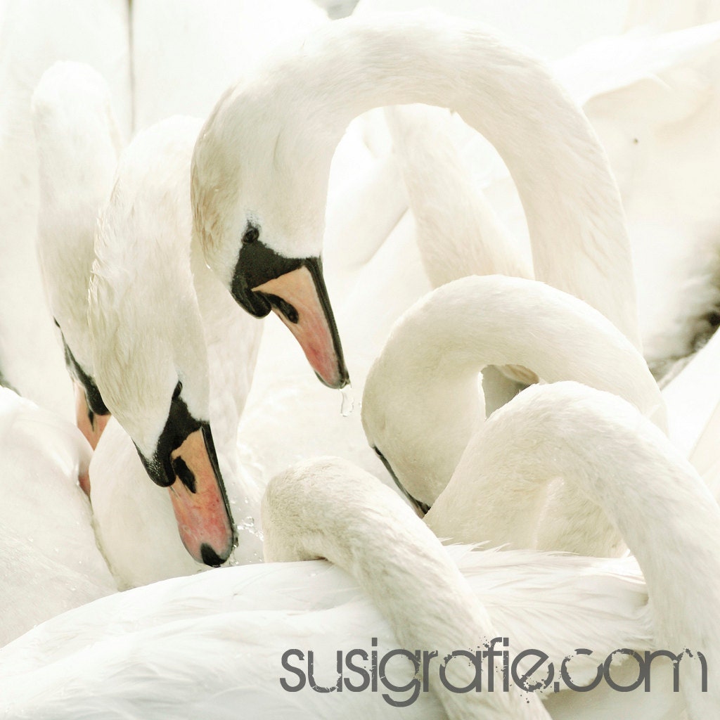 white beauties - Fine Art Photograph - swan bird white romantic soft