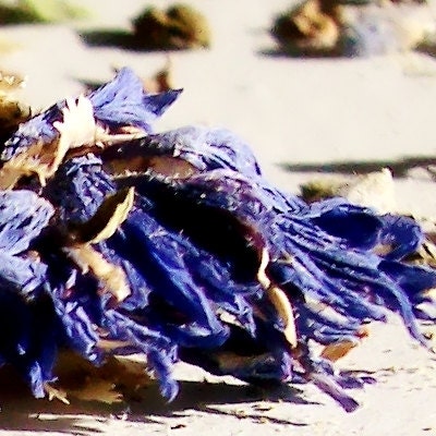 ORGANIC blue moon loose leaf herbal tea - - 2oz