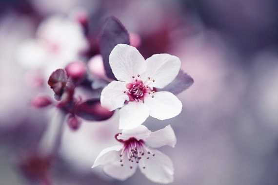 Macro Photography Nature photography flower photograph pink blooming tree Spring wall art  4x6 Fine Art Photography Print
