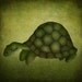 The Turtle - Illustration print (size 4.7" x 4.7")