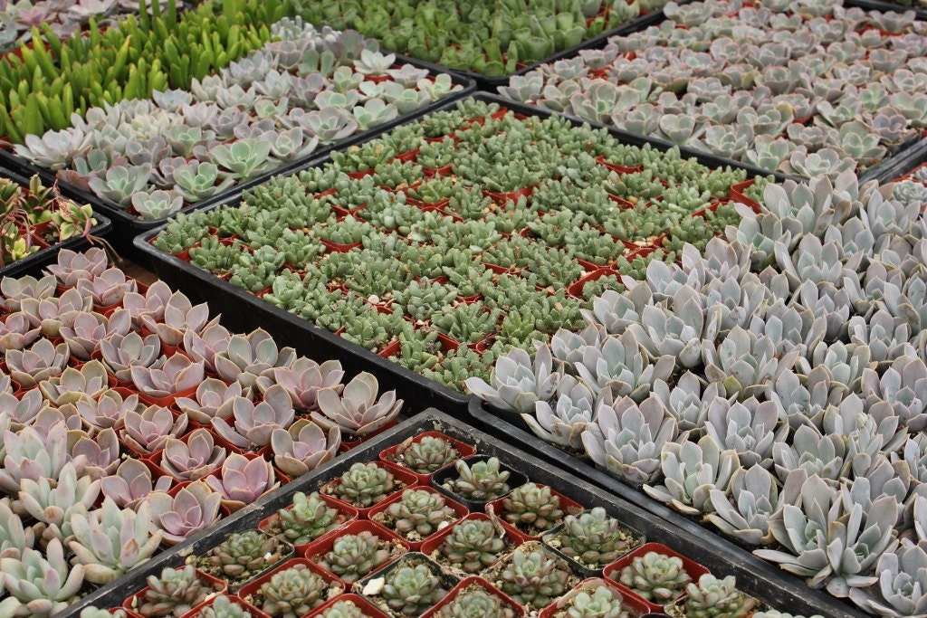 100 Wedding Party Succulent Gift Favors in their plastic 2 inch containers vintage classical style and very fun