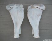 Huge Pair of Scapula