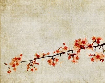 Cherry Blossoms Spring Botanical Flowers Tree Nature - 11x14 art photography print by Dawn Smith