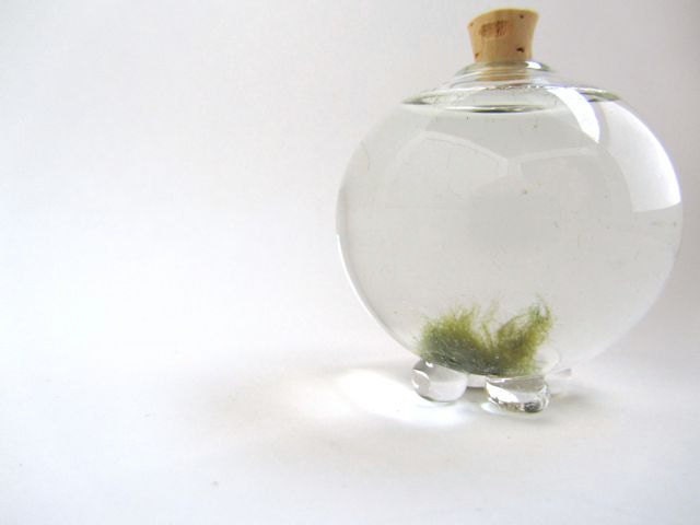 Handblown Miniature Glass Marimo Moss Ball Habitat