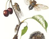 1956 European Cicadas, Jar Flies, Buzzers Vintage Offset Lithograph to Frame
