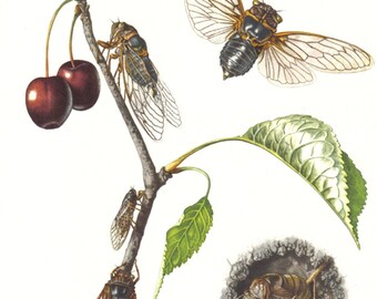 1956 European Cicadas, Jar Flies, Buzzers Vintage Offset Lithograph to Frame