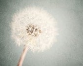 Flower Print, Pastel Blue Flower Photography - Nature Print - Dreamy Dandelion Art - Flower Decor Flower Art Flowers Pretty Pale Blue.