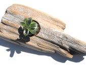 Driftwood Succulent Planter No. 5