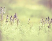 Photography - Flower photography - There's so much beauty and it fades so soon - 12x8 - gift under 50