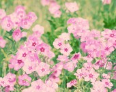 Glowing Florida Phlox Flowers - 8x8 Photograph