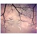 Starry Night Sky photo. Dreamy art. surreal photography. stars. tree branches. crescent moon. pink. purple. mauve. girly home decor. pretty