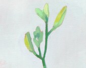 flower still life - giclee print - "Daylily 1"
