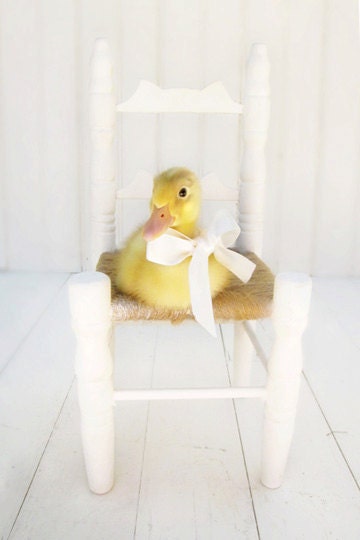 Duck Photography, Nursery Decor, Baby Girl Nursery Wall Art, Little Girl's Room Art, Duckling Photo, White Yellow, 8x8, 8x10, 8x12 Print