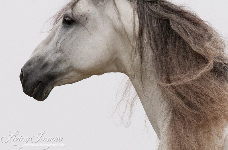 Gray Andalusian Close Up - Fine Art Horse Photograph