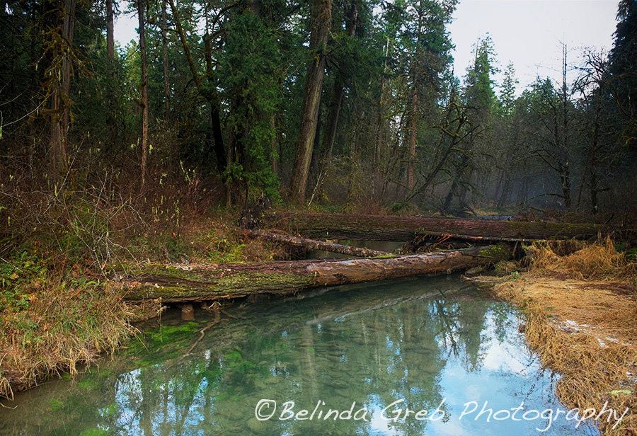 Nature Photography  - "Quagmire" - Fine Art Print Landscape Photograph green brown yellow - 8x10 unframed Print