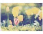 yellow tulip flower color photo print - whimsical fine art nature photography, green, grass, england - 14x11